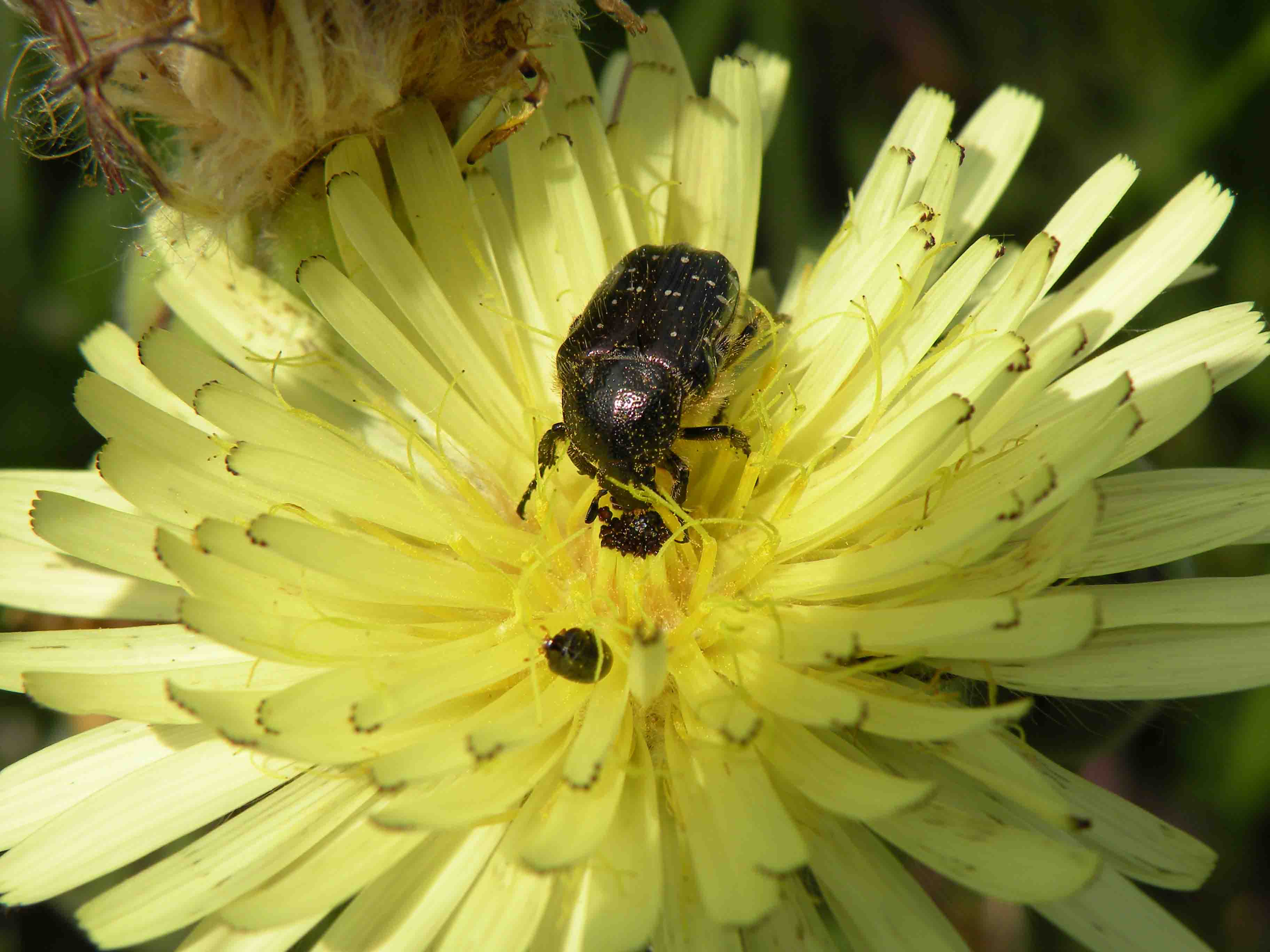 Oxythyrea funesta di Bordighera